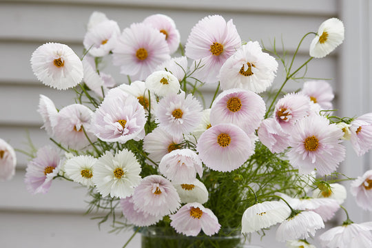 COSMOS CUPCAKE BLUSH FLOWER SEEDS-chloriseeds