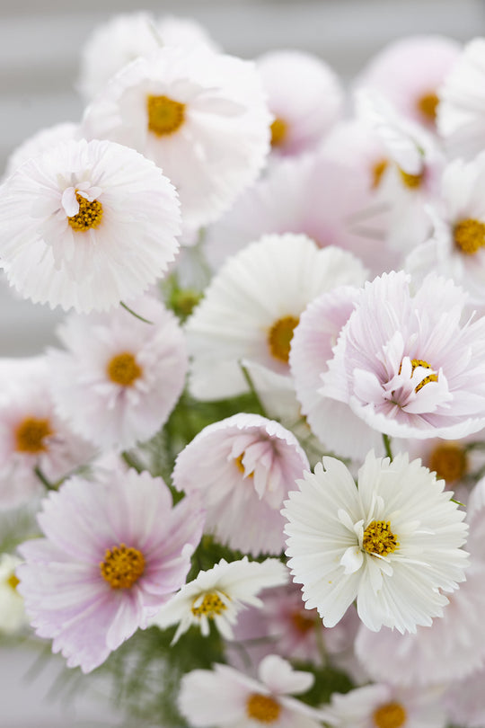 COSMOS CUPCAKE BLUSH FLOWER SEEDS-chloriseeds
