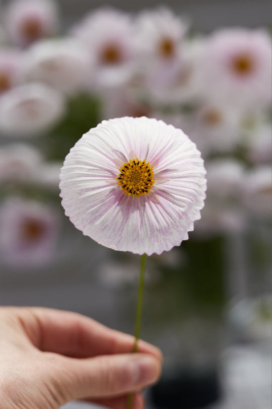 COSMOS CUPCAKE BLUSH FLOWER SEEDS-chloriseeds