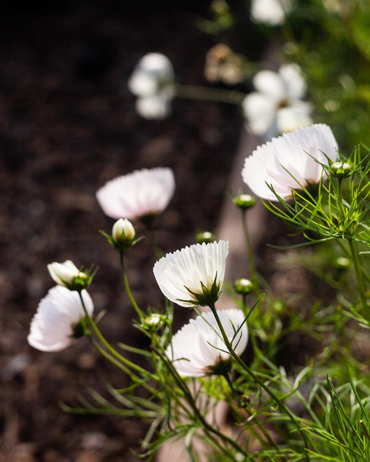 COSMOS CUPCAKE BLUSH FLOWER SEEDS-chloriseeds