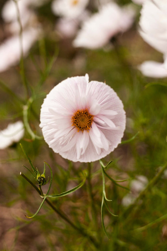 COSMOS CUPCAKE BLUSH FLOWER SEEDS-chloriseeds