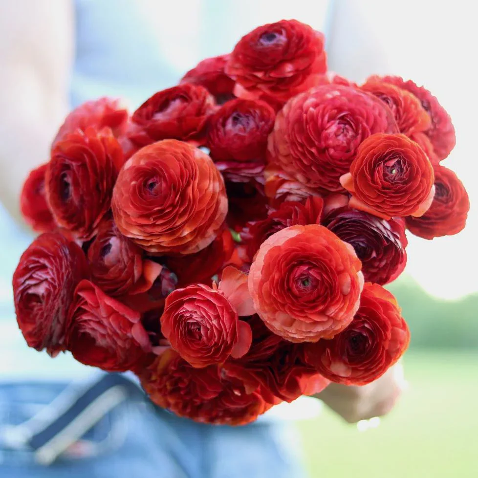 Chocolate Anemones Seeds