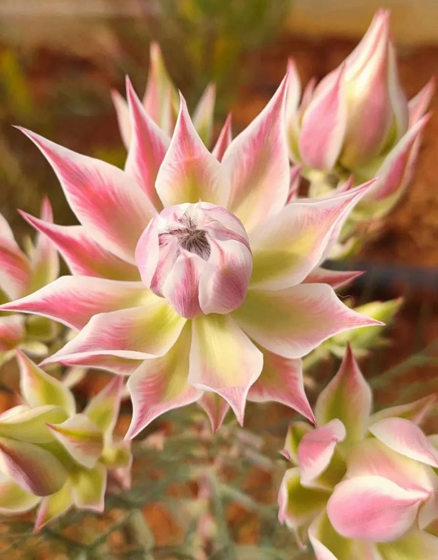 🌸Blushing Bride: A Reflection of Elegance and Romance-chloriseeds