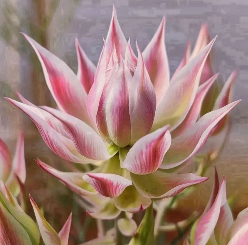 🌸Blushing Bride: A Reflection of Elegance and Romance-chloriseeds