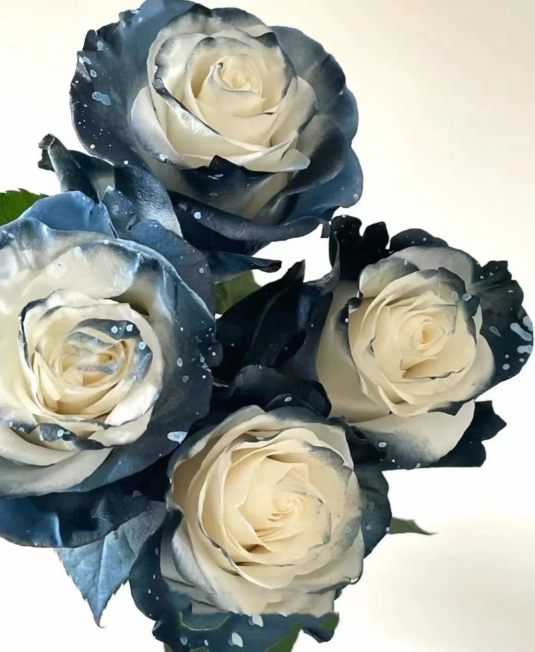 Starry Galaxy Rose - Rare Rose