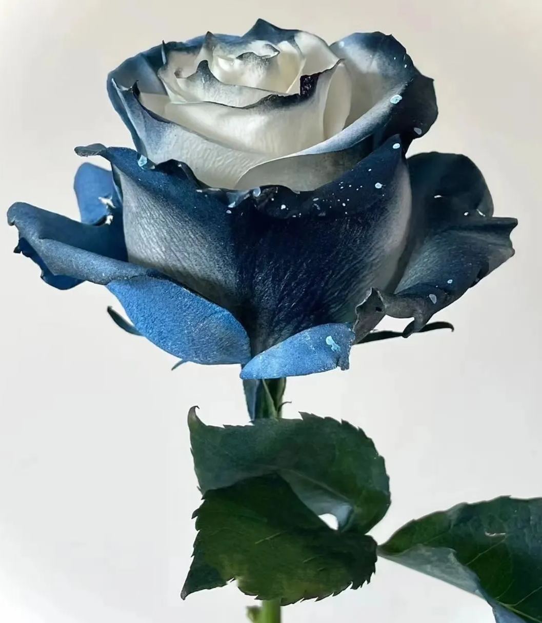 Starry Galaxy Rose - Rare Rose