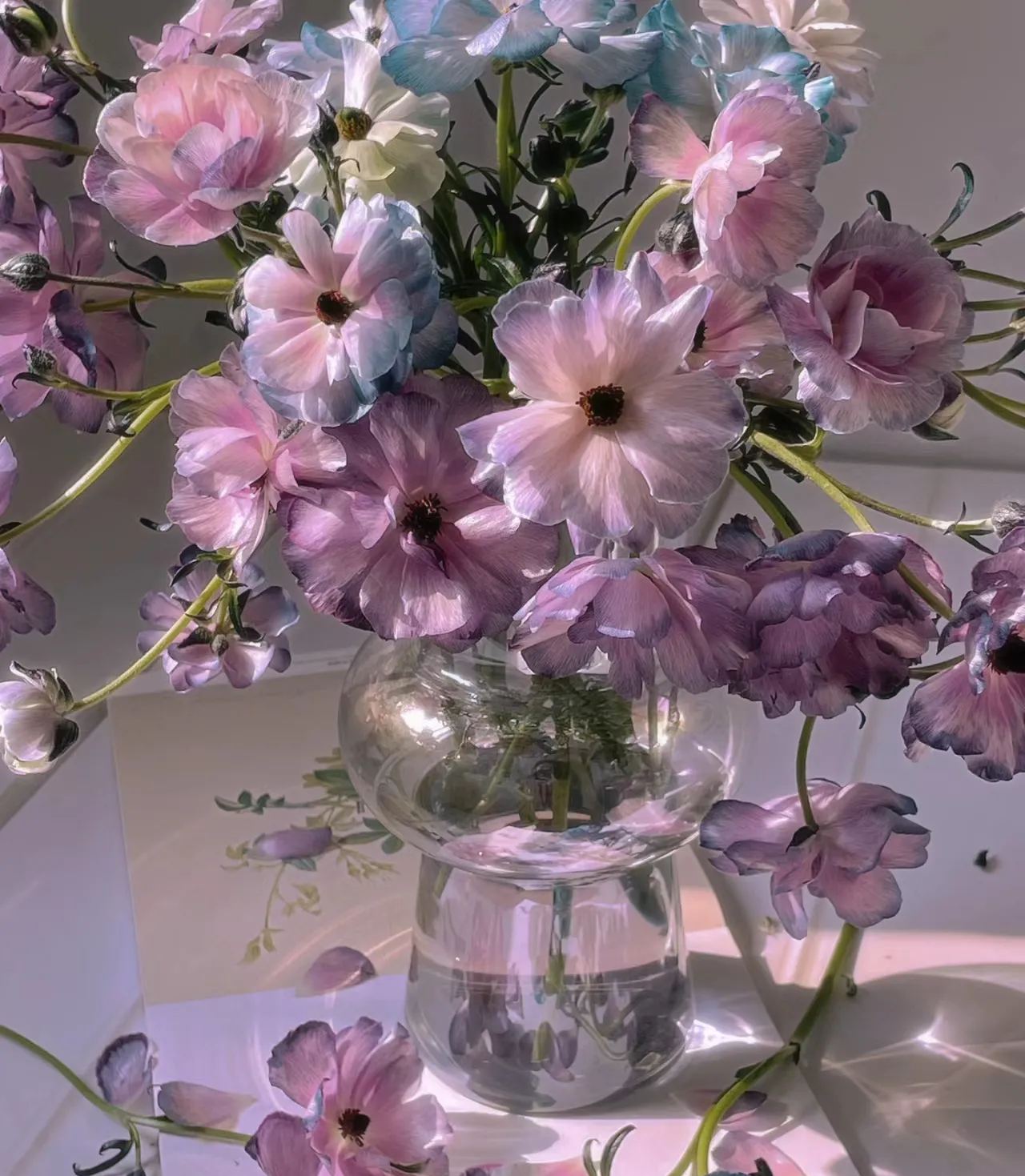 🦋Powdery Purple Butterfly Ranunculus-chloriseeds