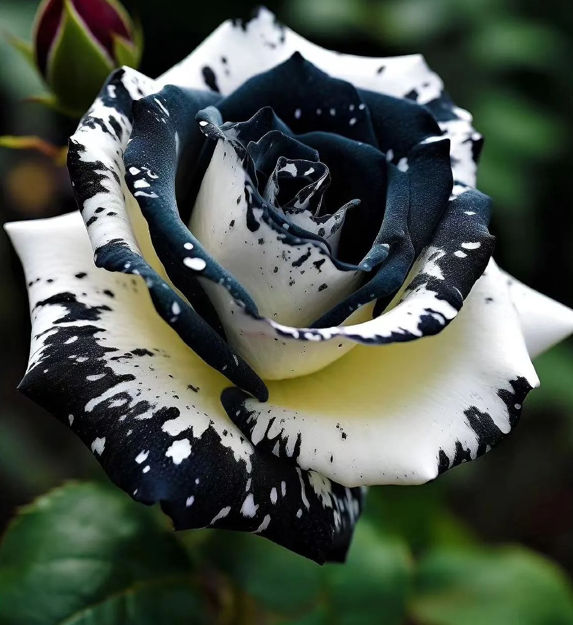 🤍Rare Black and White Twin Roses🖤
