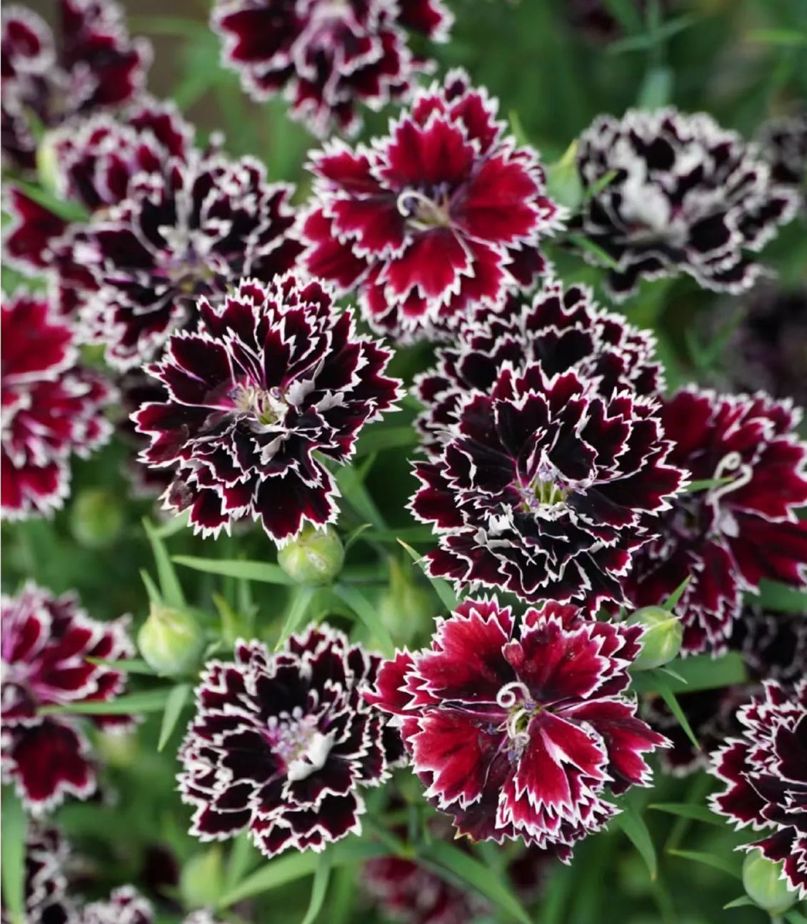 Double Dianthus Heddewigii-chloriseeds