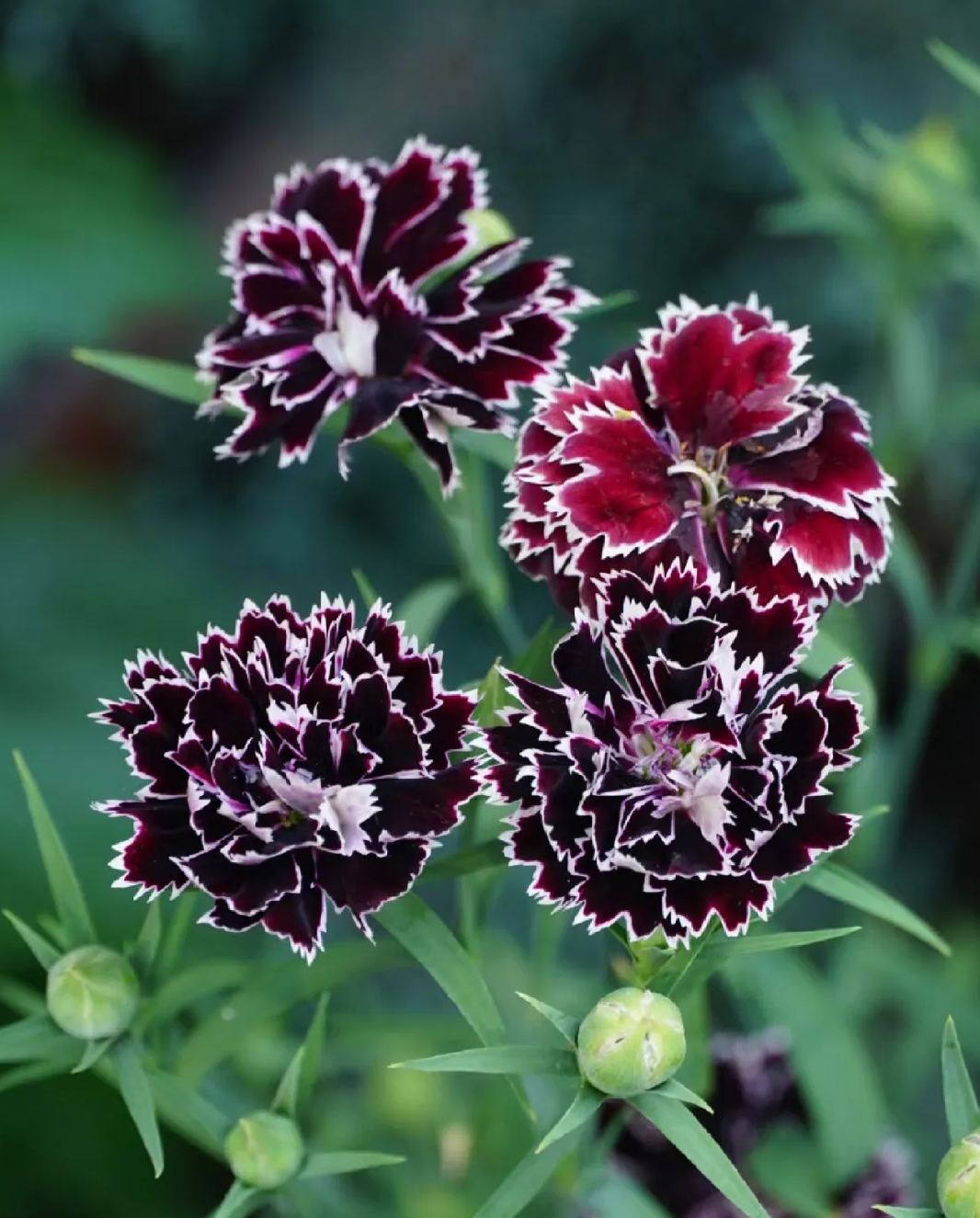 Double Dianthus Heddewigii-chloriseeds