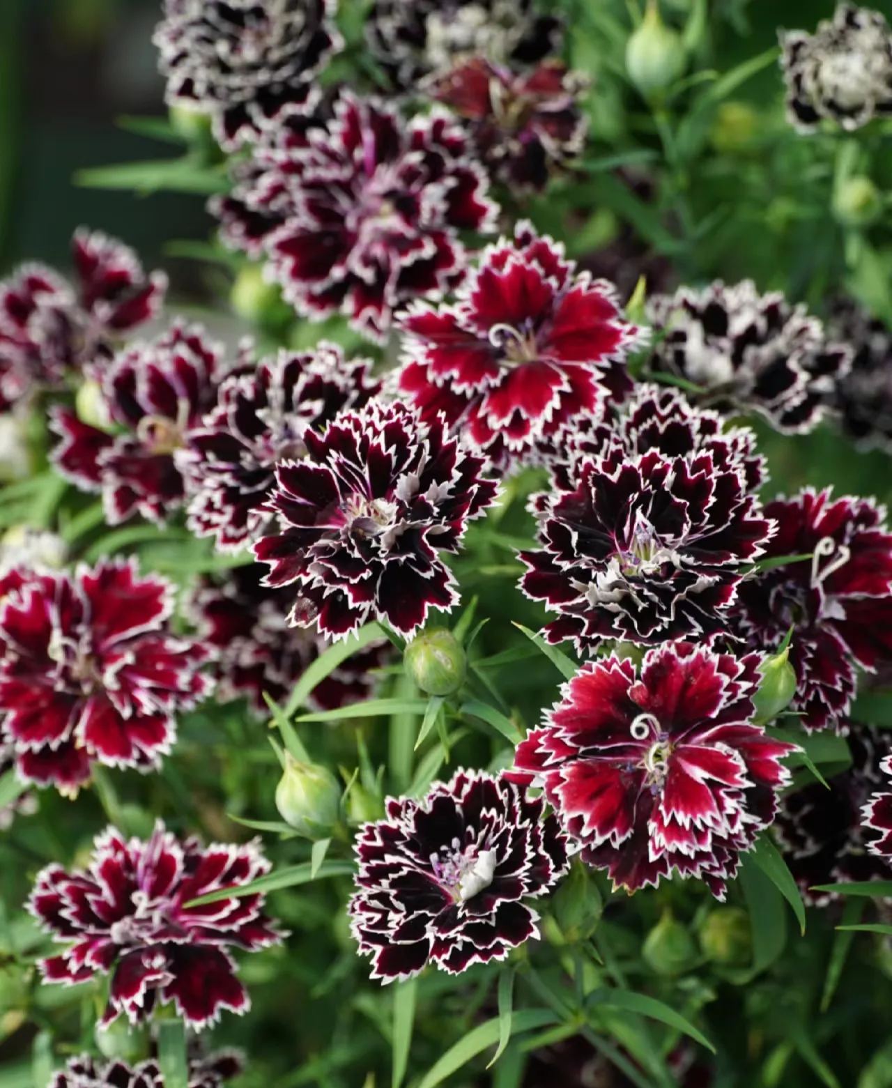 Double Dianthus Heddewigii-chloriseeds