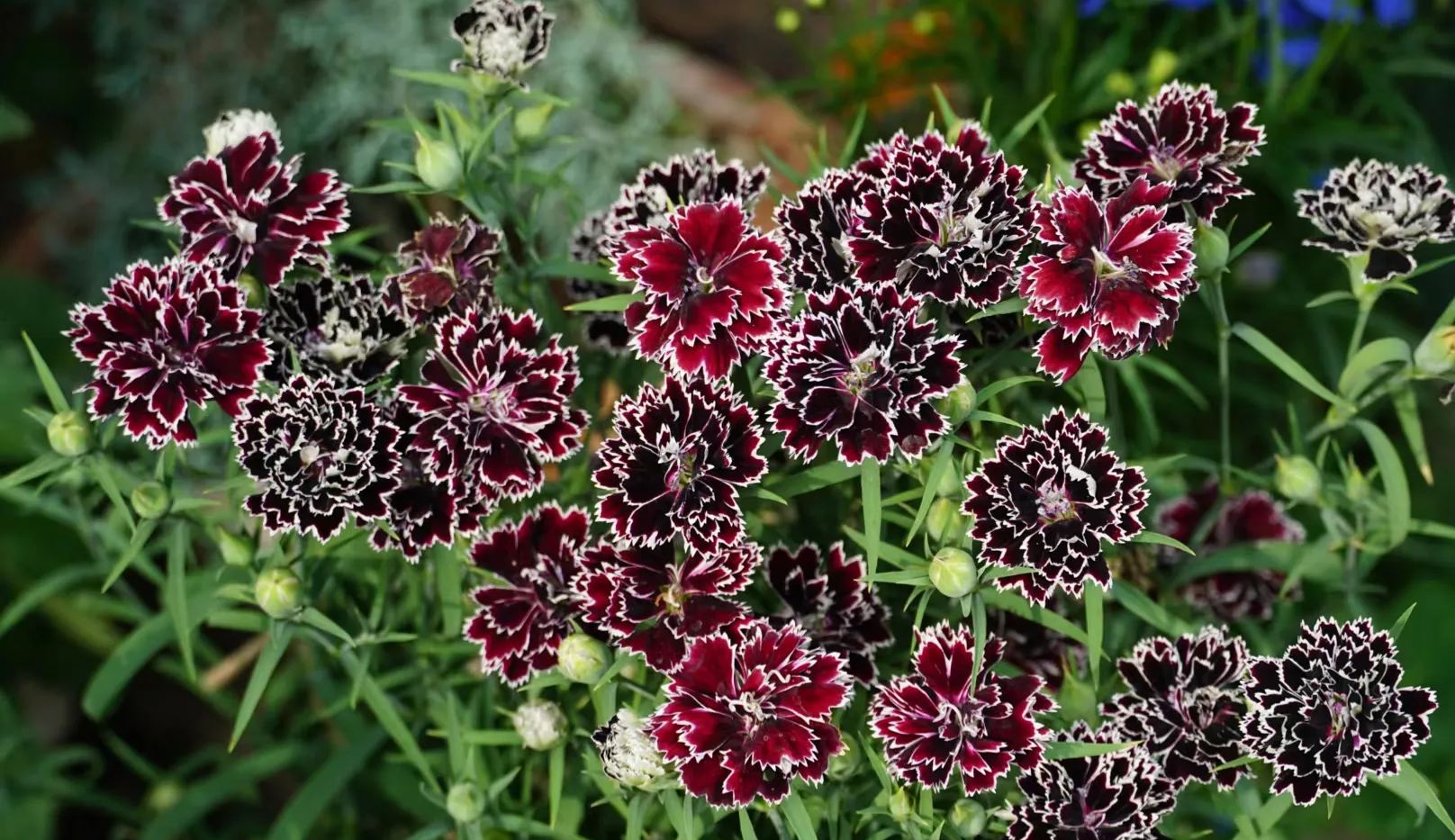 Double Dianthus Heddewigii-chloriseeds
