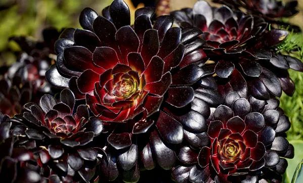 Aeonium arboreum Atropurpureum-chloriseeds