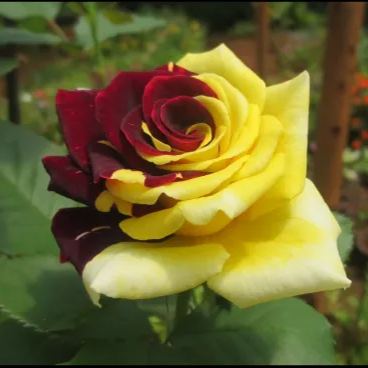Rare Twin Red Yellow Rose - Seeds-chloriseeds