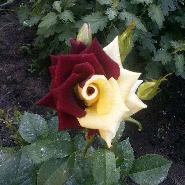 Rare Twin Red Yellow Rose - Seeds-chloriseeds