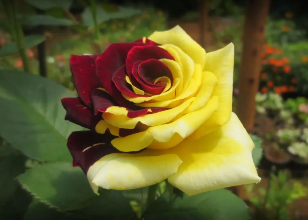 Rare Twin Red Yellow Rose - Seeds
