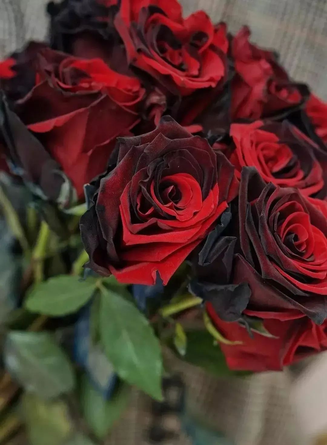 Carmen Rose - Twin Red Black Rose Seeds-chloriseeds