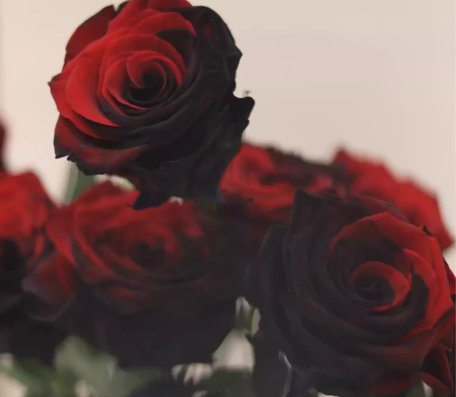 Carmen Rose - Twin Red Black Rose Seeds-chloriseeds