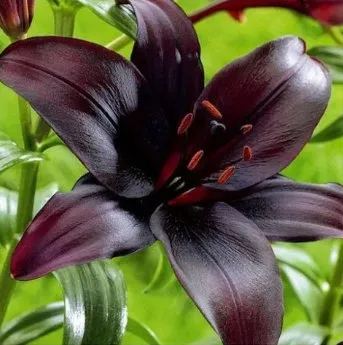 Black Lily: A Proud Black Flower-chloriseeds