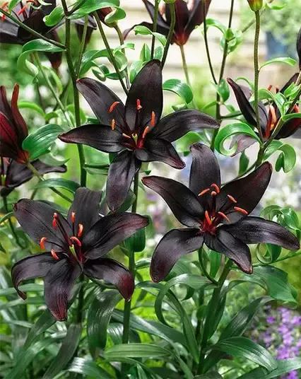 Black Lily: A Proud Black Flower-chloriseeds