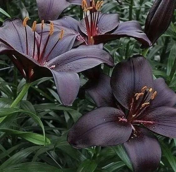 Black Lily: A Proud Black Flower-chloriseeds