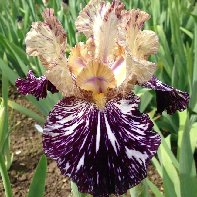 Multi-Varieties Iris (Fall-Planted)-chloriseeds