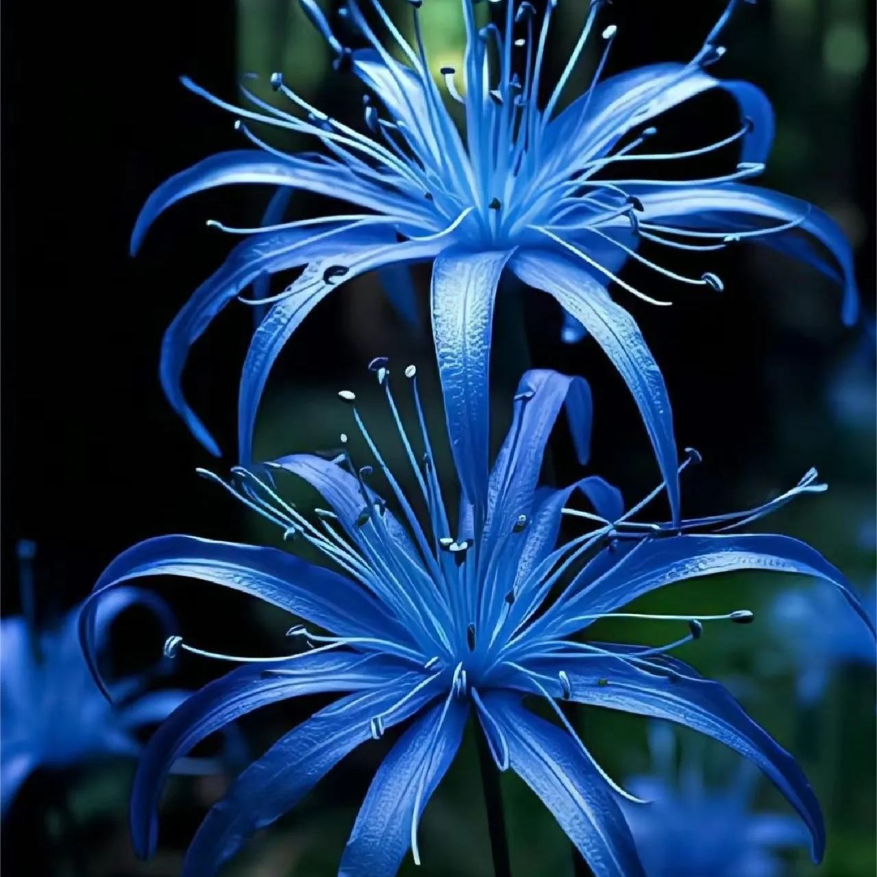 💙Blue Spider Lily Bulbs: Where Mystery Meets Beauty-chloriseeds