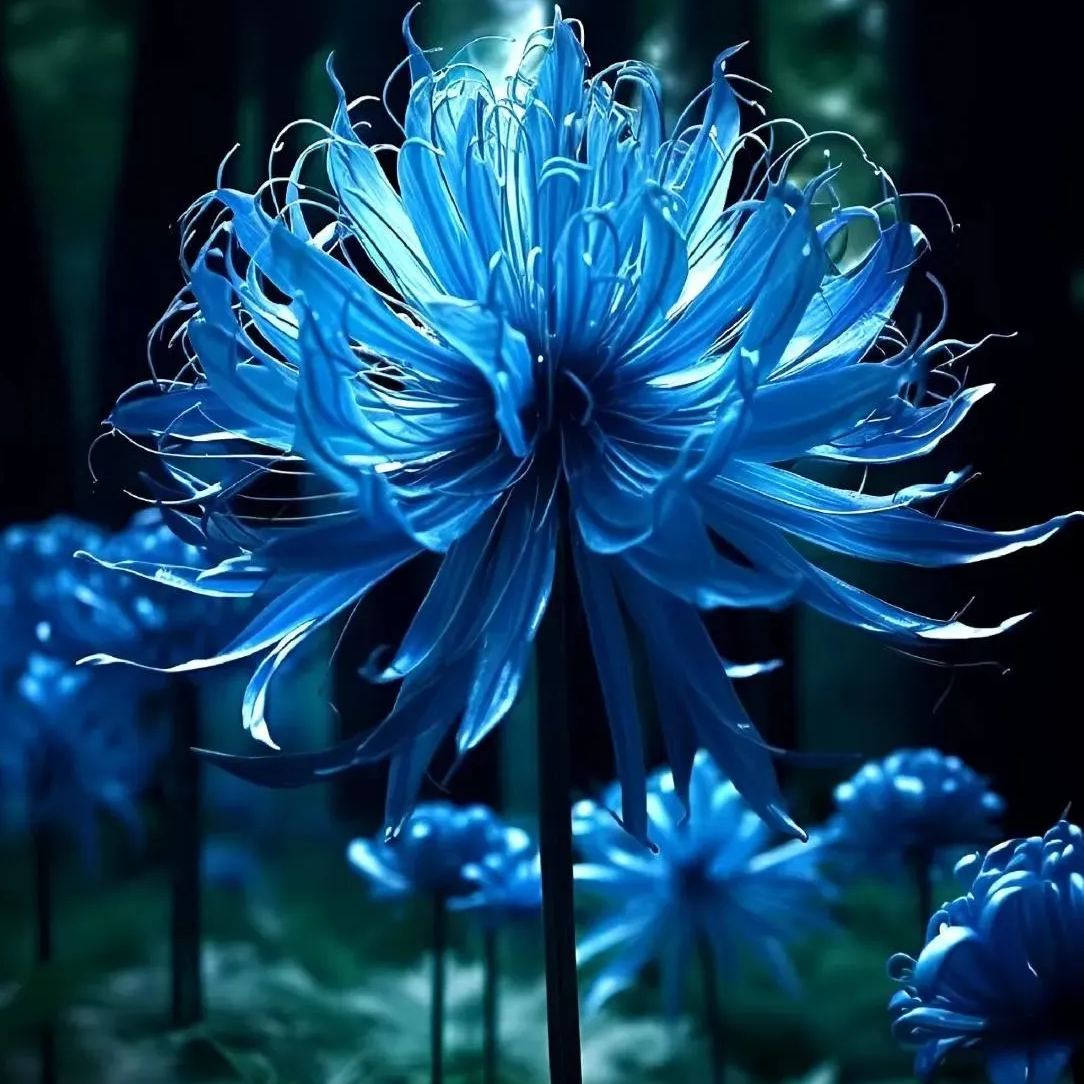 💙Blue Spider Lily Bulbs: Where Mystery Meets Beauty-chloriseeds