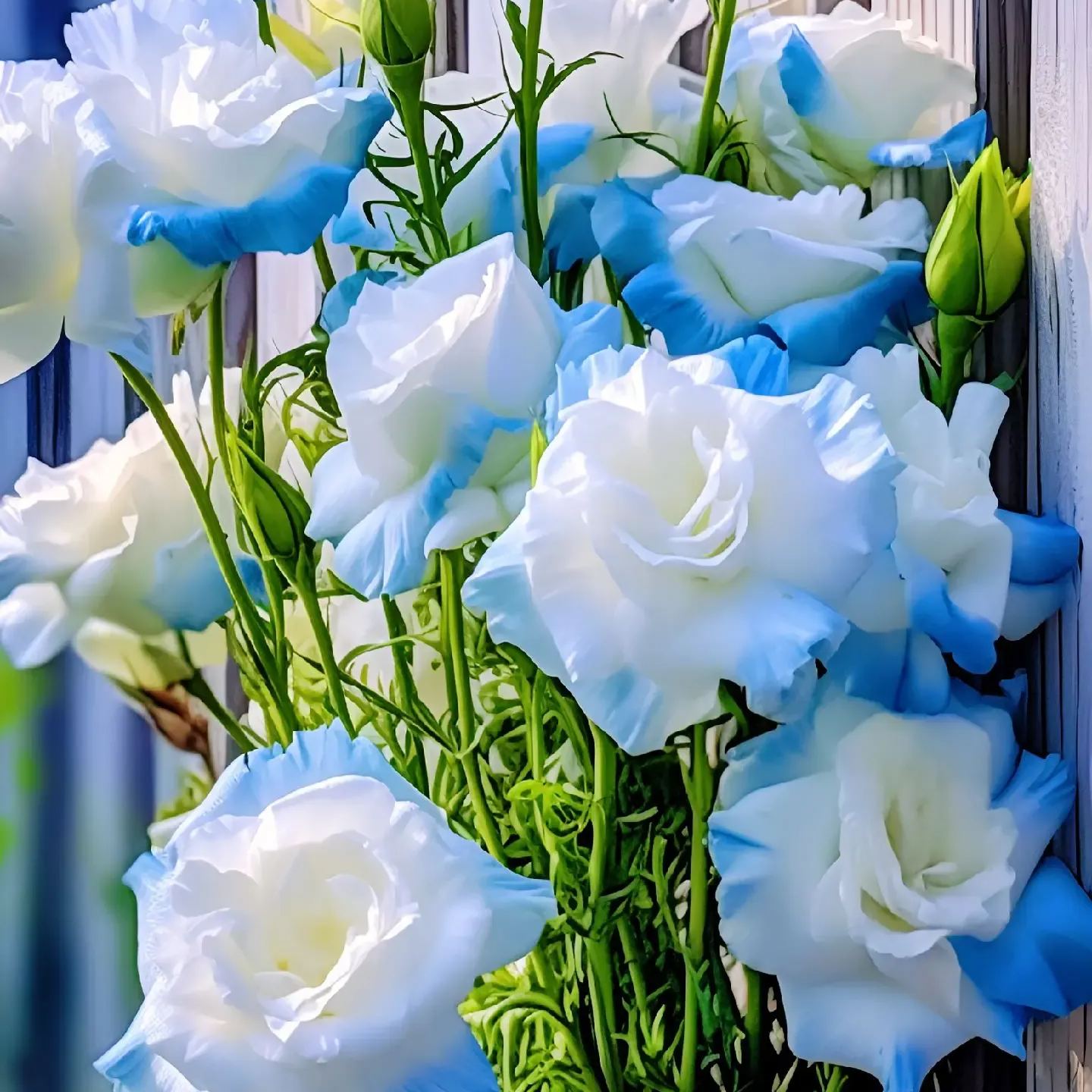 Multi-Color Eustoma Grandiflorum Seeds-chloriseeds