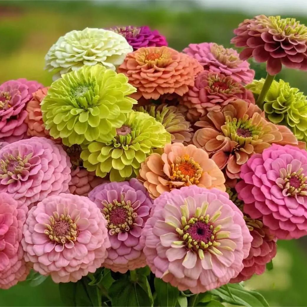Mixed Color Zinnias Flower Seeds-Your Garden's Colorful Oasis-chloriseeds