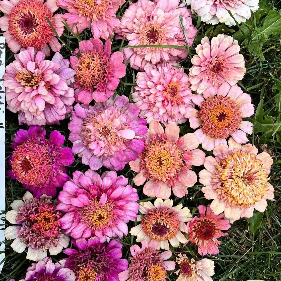 Mixed Color Zinnias Flower Seeds-Your Garden's Colorful Oasis-chloriseeds