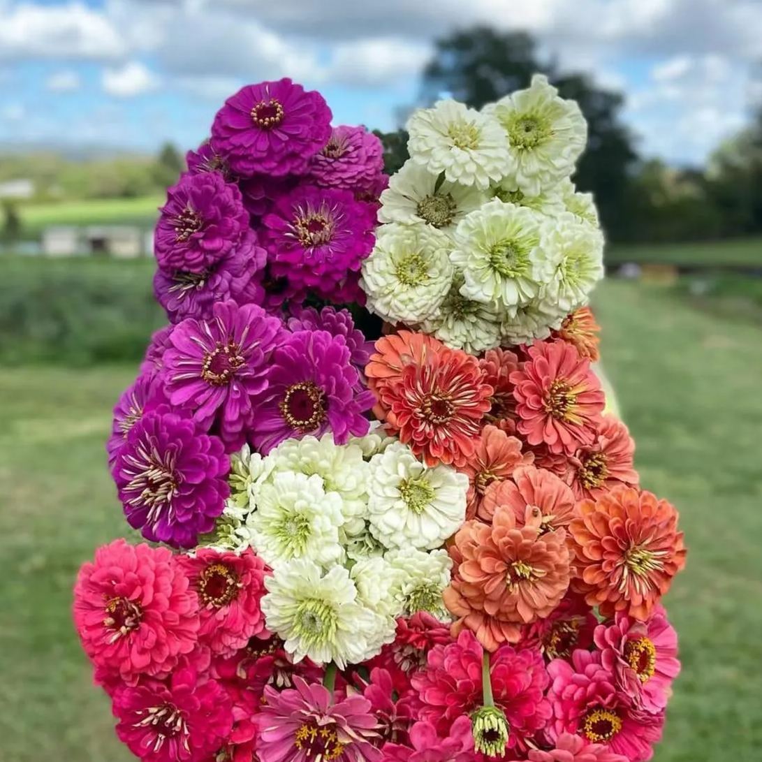 Mixed Color Zinnias Flower Seeds-Your Garden's Colorful Oasis-chloriseeds