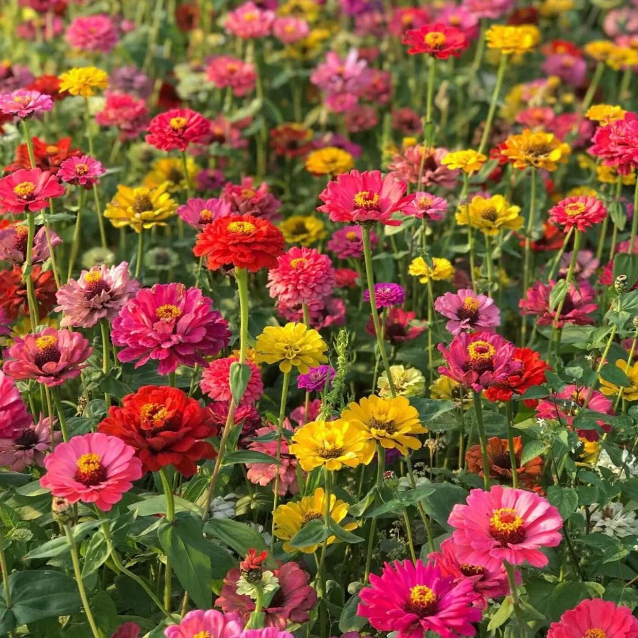 Mixed Color Zinnias Flower Seeds-Your Garden's Colorful Oasis-chloriseeds