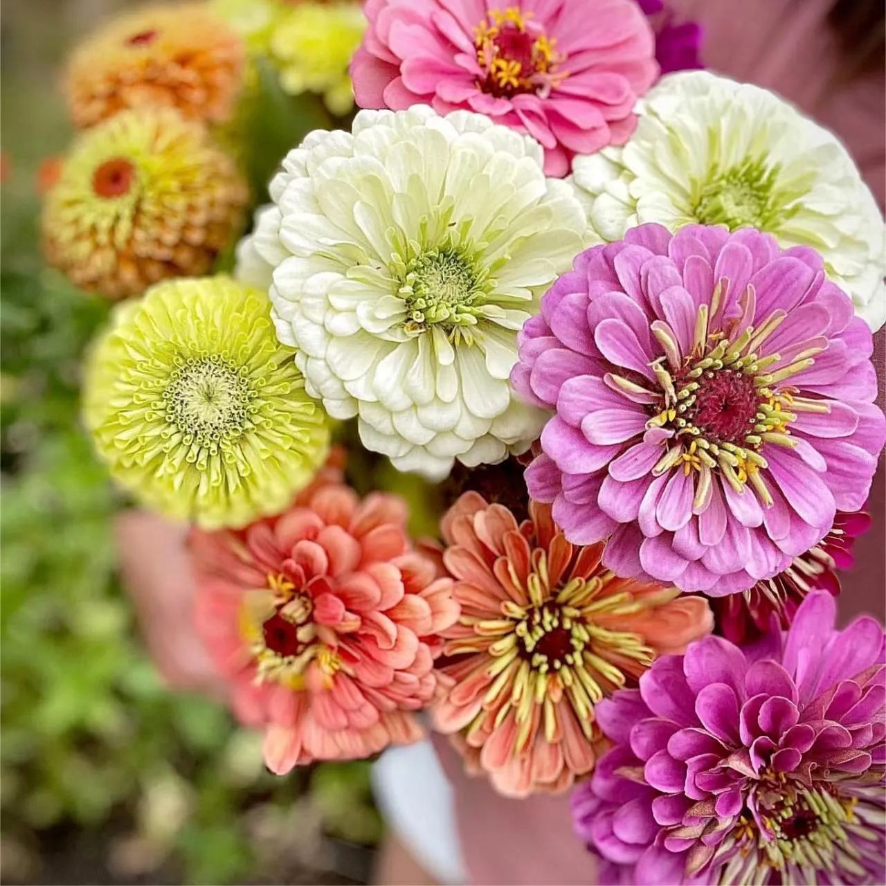 Mixed Color Zinnias Flower Seeds-Your Garden's Colorful Oasis-chloriseeds