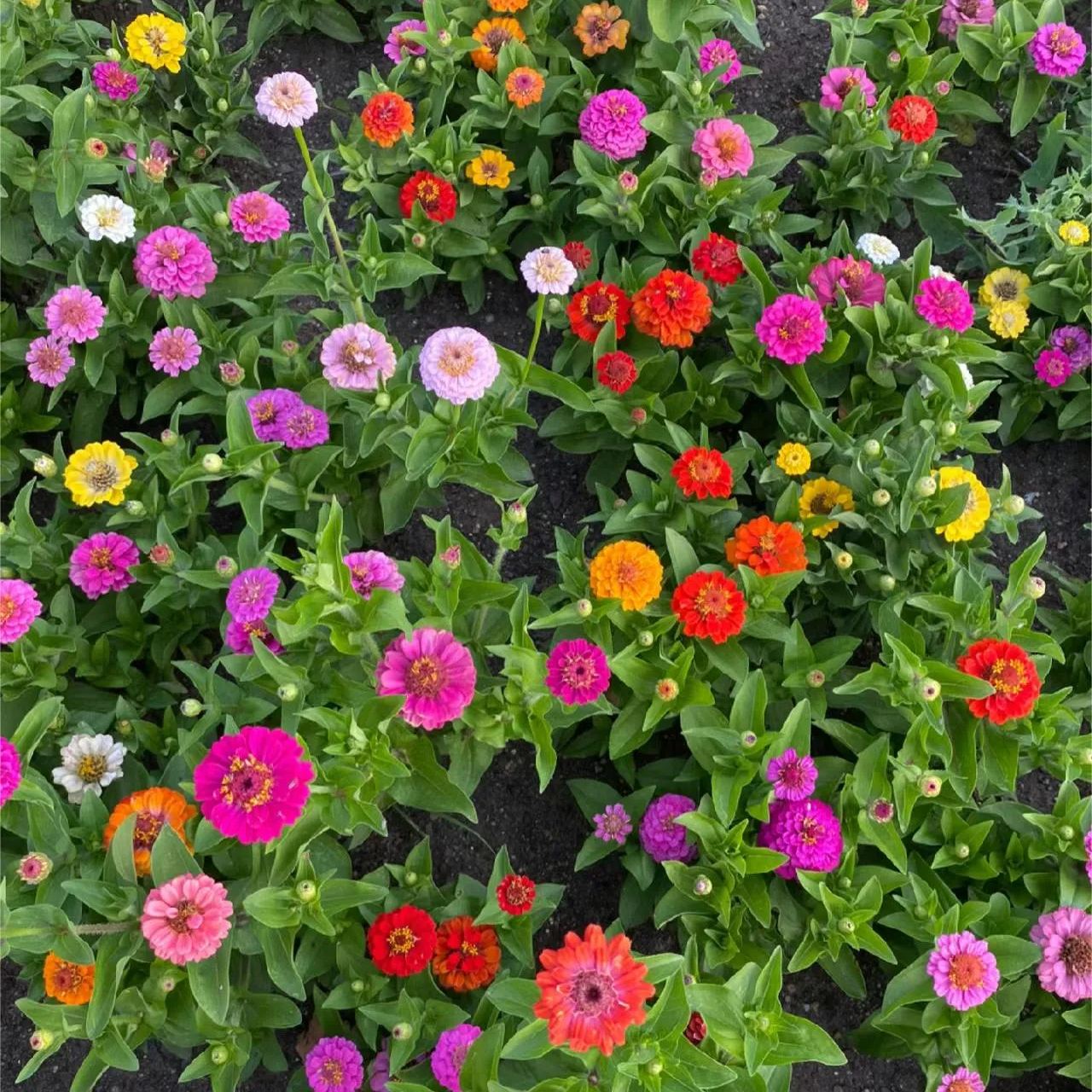 Mixed Color Zinnias Flower Seeds-Your Garden's Colorful Oasis-chloriseeds