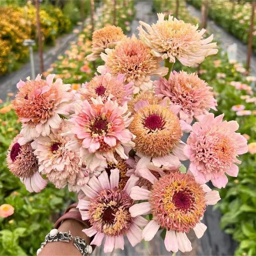 Mixed Color Zinnias Flower Seeds-Your Garden's Colorful Oasis-chloriseeds