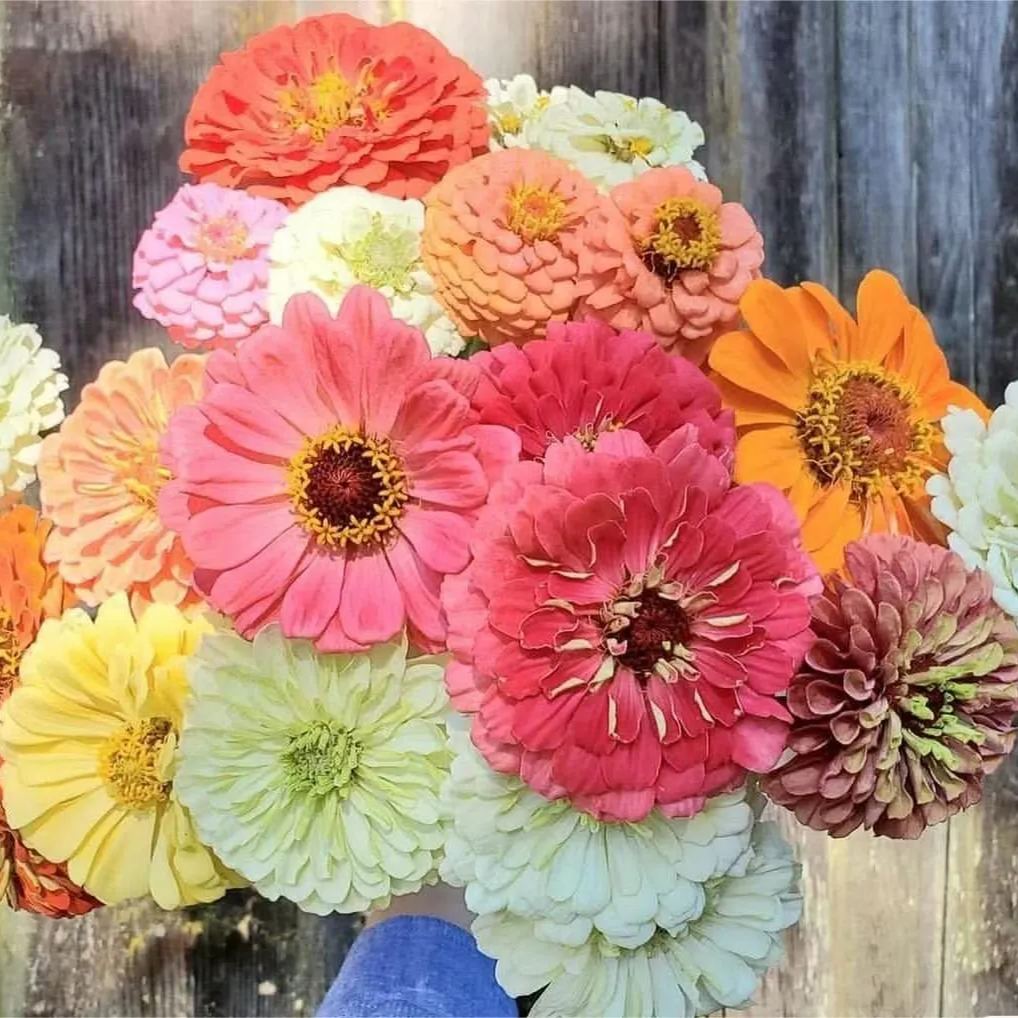 Mixed Color Zinnias Flower Seeds-Your Garden's Colorful Oasis-chloriseeds
