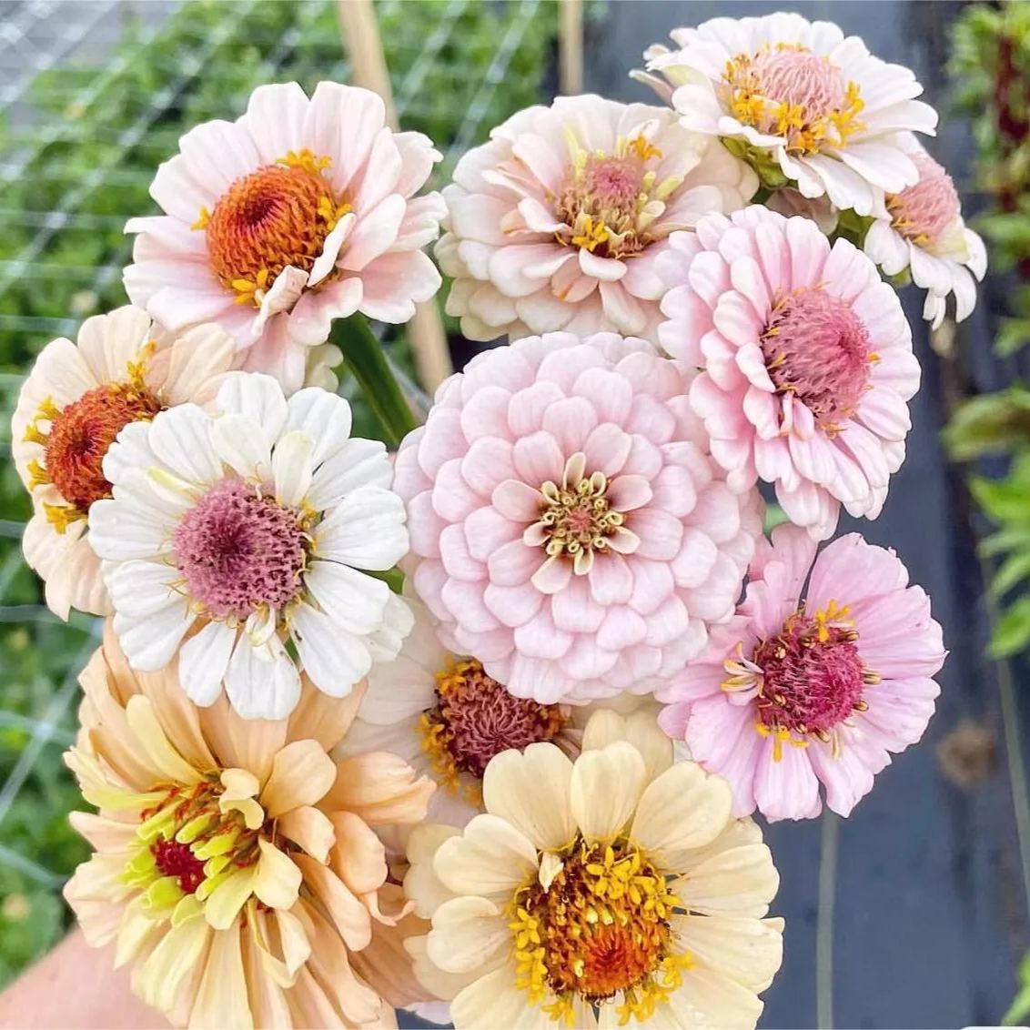 Mixed Color Zinnias Flower Seeds-Your Garden's Colorful Oasis-chloriseeds