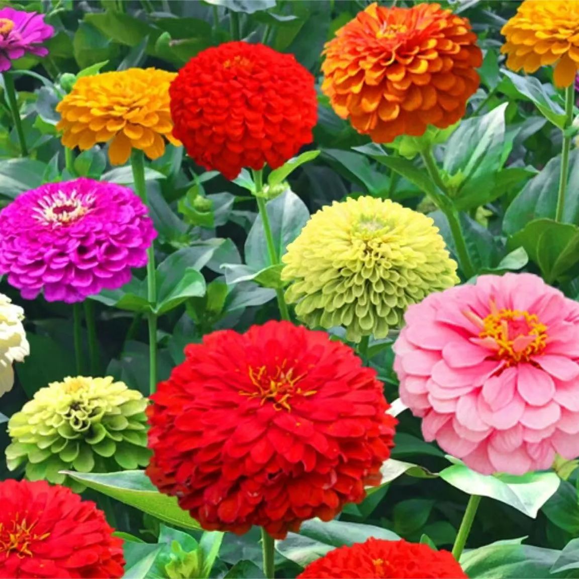 Mixed Color Zinnias Flower Seeds-Your Garden's Colorful Oasis-chloriseeds