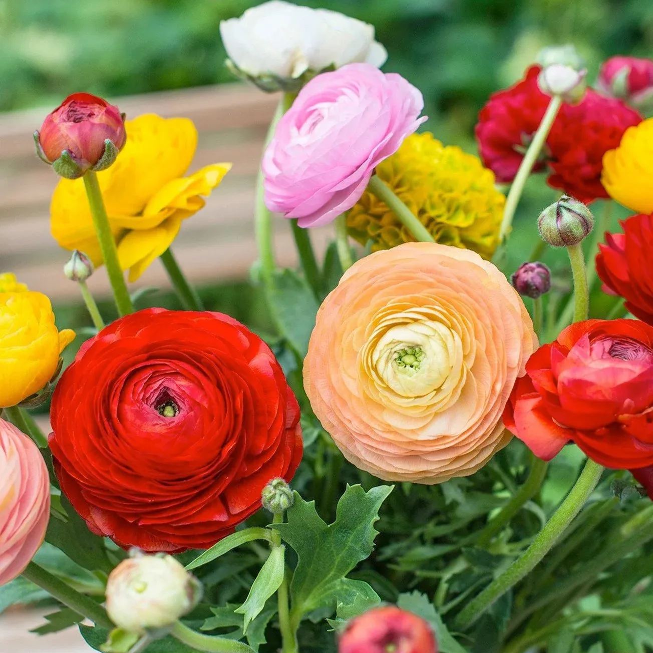 Ranunculus flowers