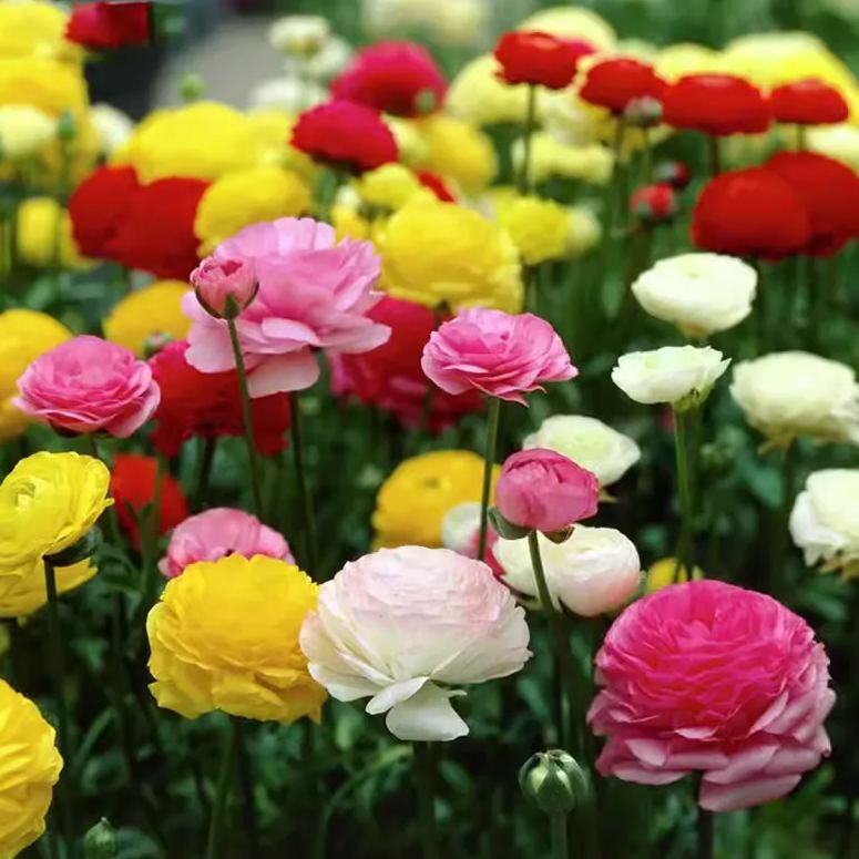 Ranunculus flowers