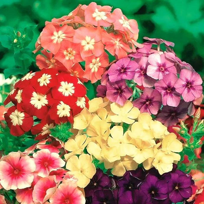 Phlox drummondii - flowering lawn💮