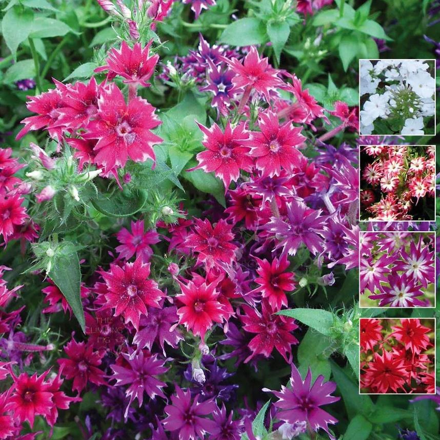 Phlox drummondii - flowering lawn💮