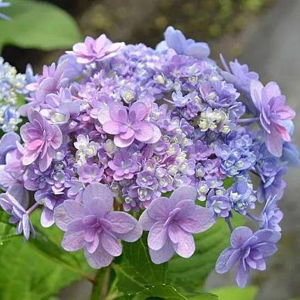 Ayesha Hydrangea macrophylla-chloriseeds