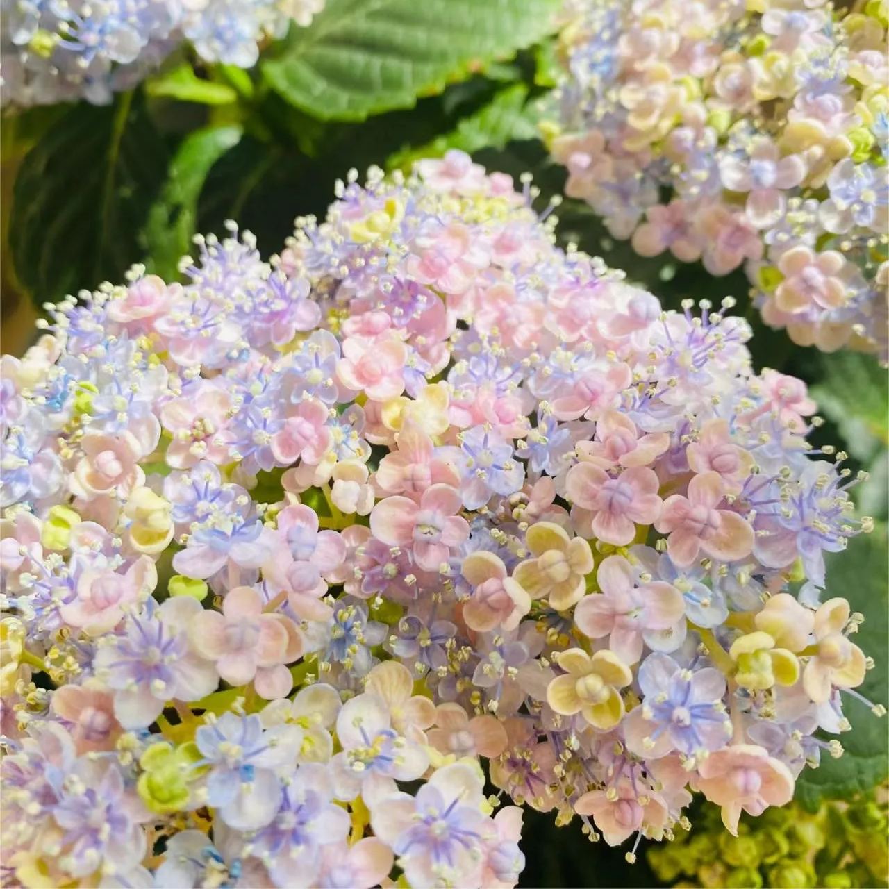 Ayesha Hydrangea macrophylla-chloriseeds