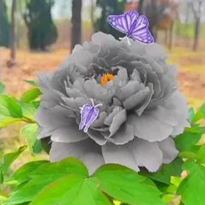 Black Beauty Peony Flower-chloriseeds