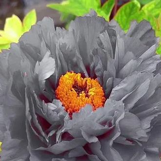 Black Beauty Peony Flower-chloriseeds