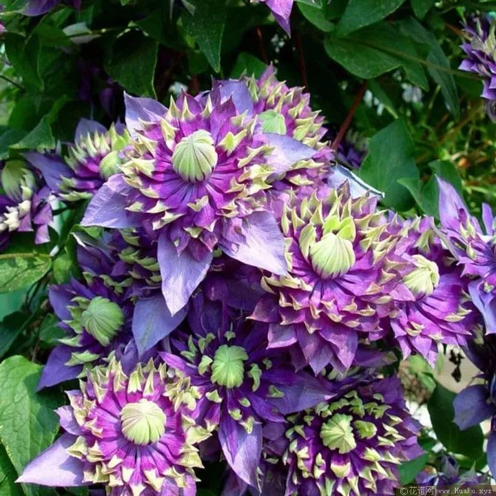 Clematis Taiga