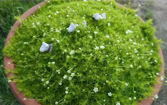 Evergreen pearl grass