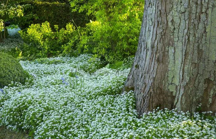 Evergreen pearl grass